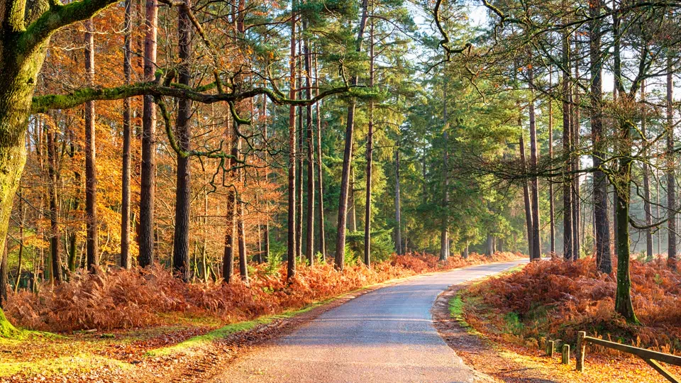 New Forest
